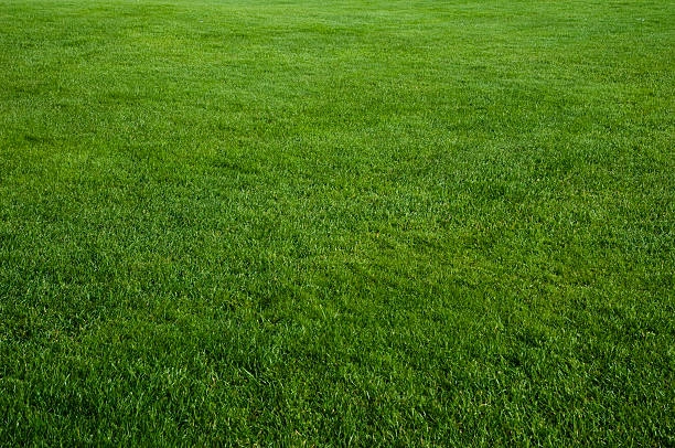 Lush green grass field with even texture and vibrant color. -turf grass