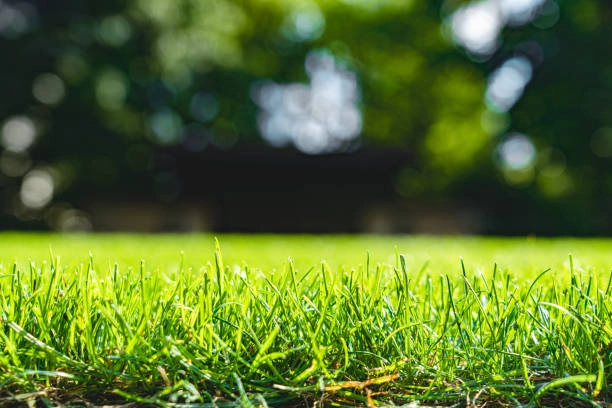 Close-up of natural green grass with blurred background and sunlight. -turf grass